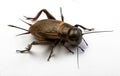 European field cricket Gryllus campestris Royalty Free Stock Photo