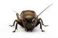 European field cricket Gryllus campestris Royalty Free Stock Photo