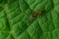 European Fire Ant - Myrmica rubra