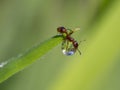 European fire ant on a water drop