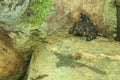 European fire-bellied toad