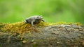Fire-bellied european toad bombina bombina video, amphibian frog sits on branch animal moss in water wetland, endangered
