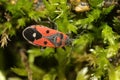 European firebug on green moss Royalty Free Stock Photo
