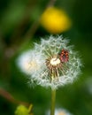 European firebug landed on dandelion