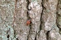 European Firebug .Pyrrhocoris apterus. on a wooden bark