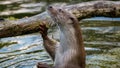 European fish otter