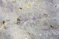 European Flounder Camouflaged Underwater, Perfect Camouflaged Wildlife