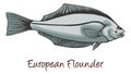 European Flounder, Color Illustration
