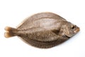 European flounder fish on a white background, created by Generative AI