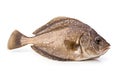 European flounder fish on a white background, created by Generative AI