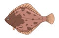 European flounder fish on a white background