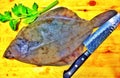 European flounder fish