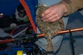 European flounder or Platichthys flesus