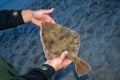 European flounder or Platichthys flesus, flatfish in the hands of a fisherman Royalty Free Stock Photo