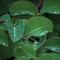 European fly honeysuckle lonicera xylosteum periclymenum dwarf woodbine shrub, new young green plant leaves, fresh raindrops