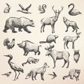 European forrest wild animals collection