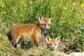 European fox cubs outside the burrow Royalty Free Stock Photo