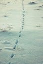 European fox tracks in snow Royalty Free Stock Photo