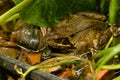 European Frog, Rana temporaria, real poser in my garden pond in the marsh marigolds Royalty Free Stock Photo