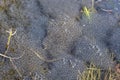 European frog spawn in pond Royalty Free Stock Photo