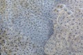 European frog spawn in pond Royalty Free Stock Photo