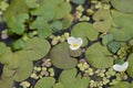 European frogbit Royalty Free Stock Photo