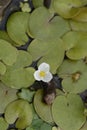 European frogbit Royalty Free Stock Photo