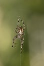 European garden cross spider Royalty Free Stock Photo