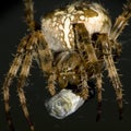 European garden spider