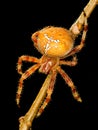 European garden spider