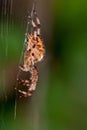 European garden spider