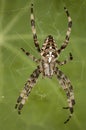 European Garden Spider Royalty Free Stock Photo