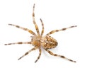 European garden spider, Araneus diadematus Royalty Free Stock Photo