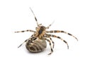 European garden spider, Araneus diadematus Royalty Free Stock Photo