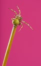 European garden spider, Araneus diadematus Royalty Free Stock Photo
