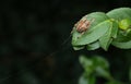 European Spider, Araneus Diadematus, Cross Spider, Crowned Weaver on Its Web closeup Royalty Free Stock Photo