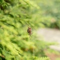 European Spider, Araneus Diadematus, Cross Spider, Crowned Weaver on Its Web closeup Royalty Free Stock Photo