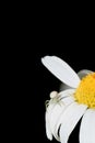 The european garden spider on chamomile