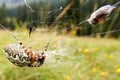 European garden spider (araneus diadematus) with fly bound in spiderweb.