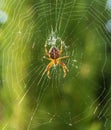 European garden spider, Araneus diadematus in web at golden hour Royalty Free Stock Photo
