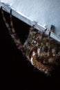 European garden spider on a Black Background. Macro of Spider. Closeup of crowned orb weaver