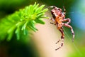 European garden spider called cross spider. Araneus diadematus species