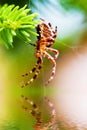 European garden spider called cross spider. Araneus diadematus species