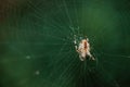 European garden spider cross spider, Araneus diadematus sitting in a spider web, Close up macro shot Royalty Free Stock Photo