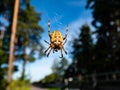 European garden spider, cross orb-weaver hanging in the web in air with forest and blue sky background Royalty Free Stock Photo