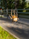 European garden spider, cross orb-weaver hanging in the web in air with forest and blue sky background Royalty Free Stock Photo