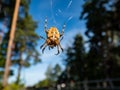 European garden spider, cross orb-weaver hanging in the web in air with forest and blue sky background Royalty Free Stock Photo