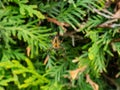 European garden spider, cross orb-weaver Araneus diadematus hanging in the web with green foliage in background. Ventral view Royalty Free Stock Photo