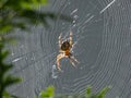 European garden spider, cross orb-weaver (Araneus diadematus) from the side hanging in the web with blurred