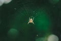 European garden spider cross spider, Araneus diadematus sitting in a spider web, Close up macro shot Royalty Free Stock Photo